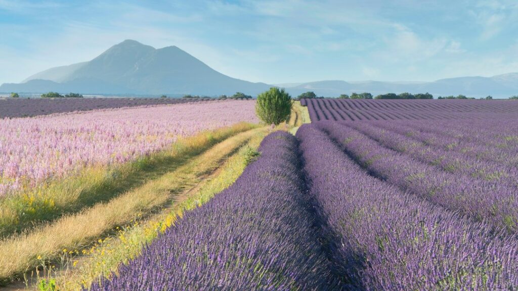 Rows of purple lavender in full bloom with a mountain backdrop in Provence, France in summer